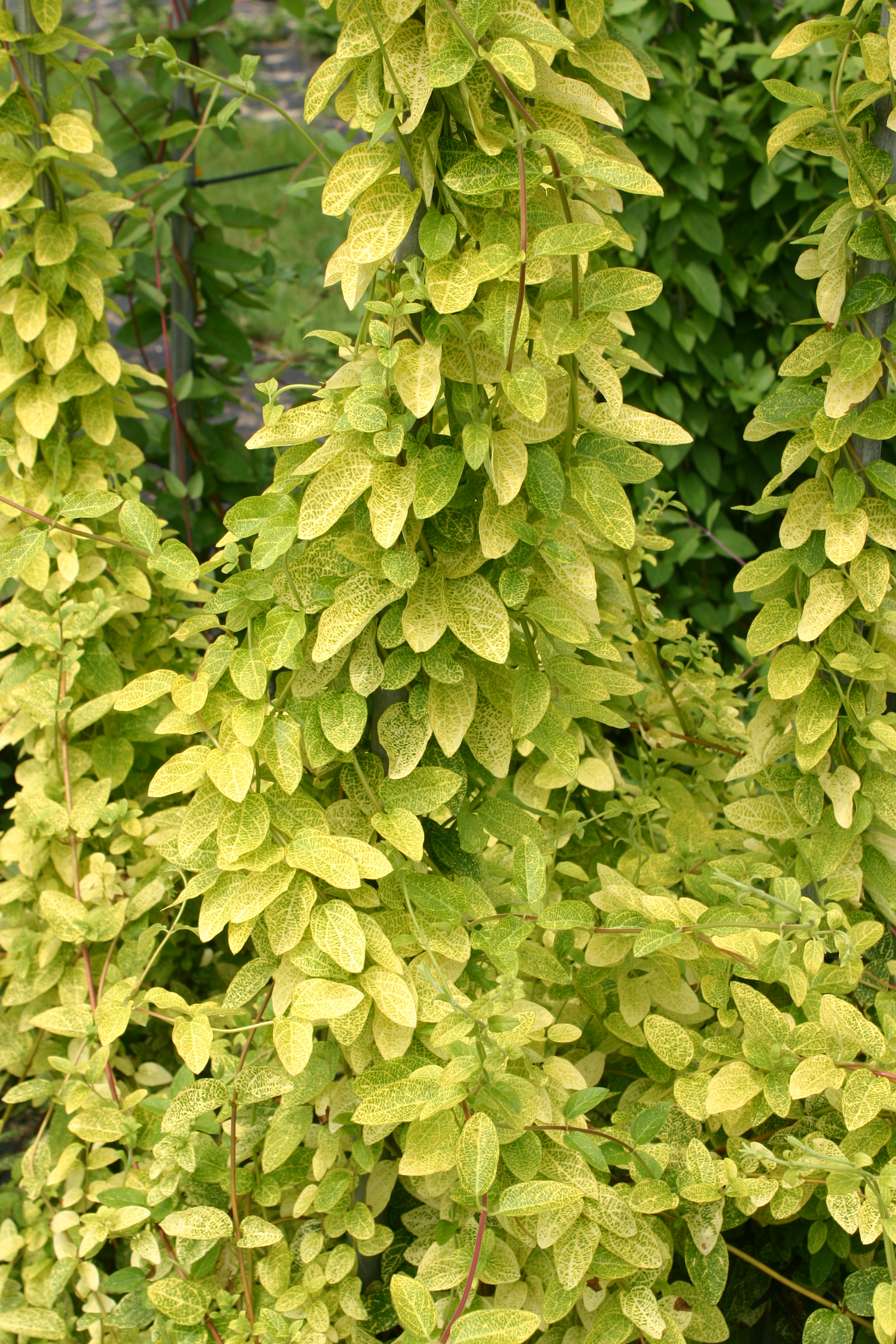 Lonicera japonica 'Aureoreticulata'
